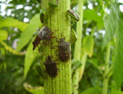 カメムシ戦線異常あり！カメムシ対策のタイミングは毎年10月。